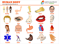 Nejpoužívanější slovíčka - lidské tělo
